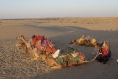 30-Resting camels